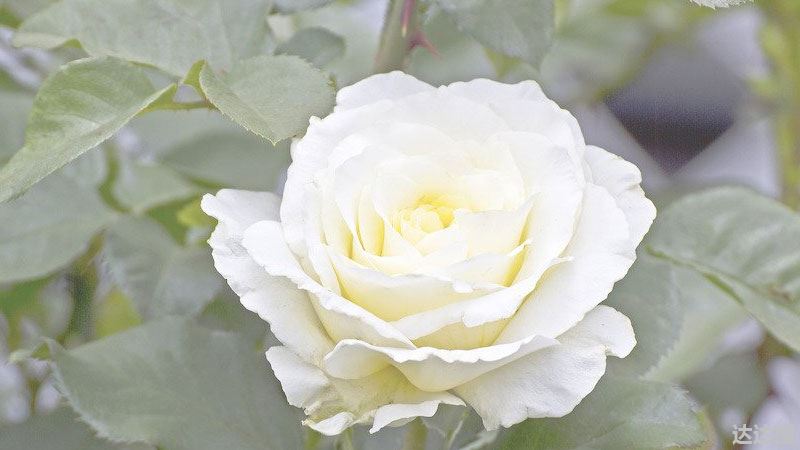 白玫瑰的花语和寓意,象征了什么