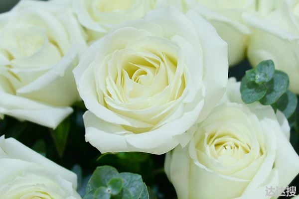 白玫瑰的花语和寓意,象征了什么