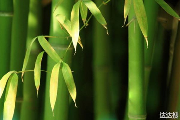 竹子属于什么科目