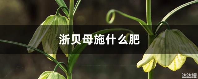 浙贝母施什么肥，浙贝母的种植与管理