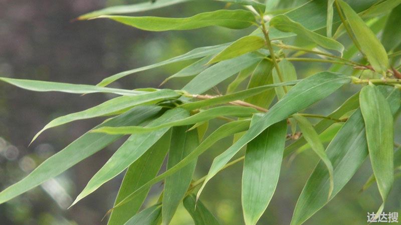 竹子属于什么科目