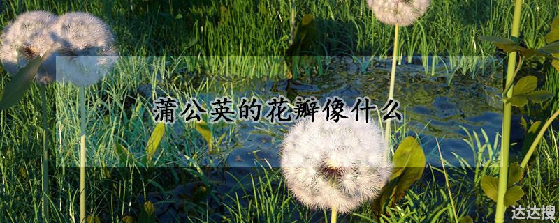 蒲公英的花瓣像什么