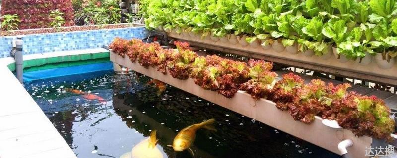 鱼菜共生水培蔬菜都能种什么，鱼菜共生水培蔬菜种植那些效益好