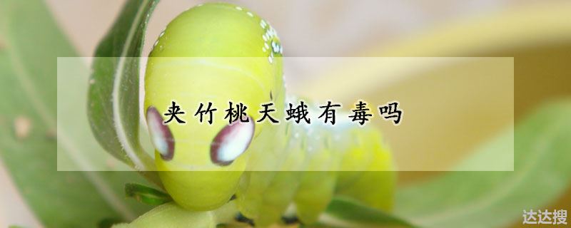 夹竹桃天蛾有毒吗