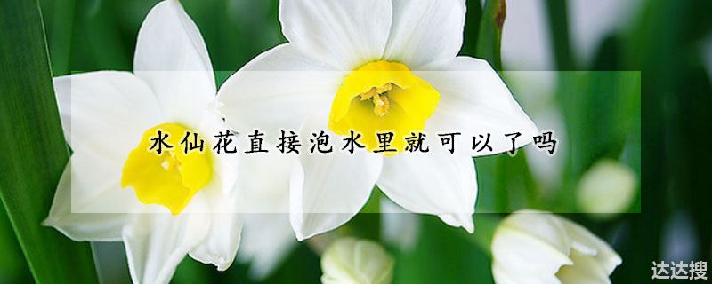 水仙花直接泡水里就可以了吗