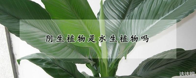 阴生植物是水生植物吗