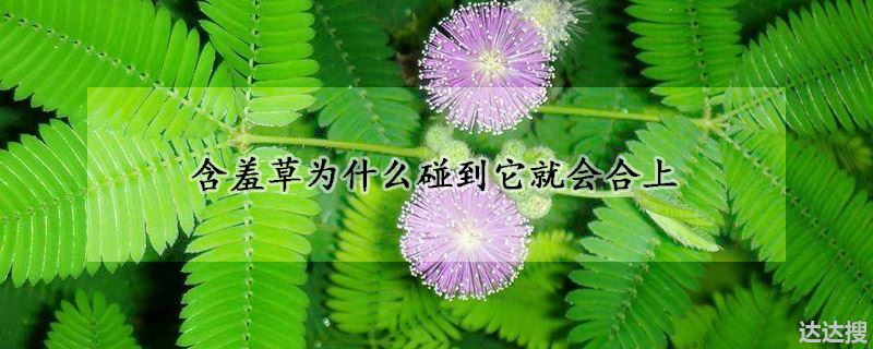 含羞草为什么碰到它就会合上