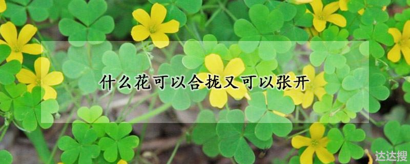 什么花可以合拢又可以张开