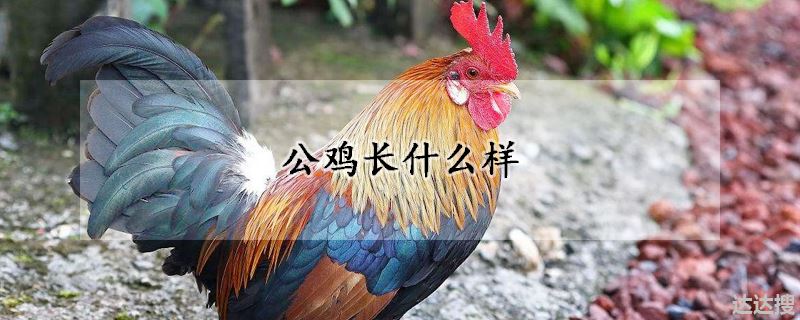 公鸡长什么样