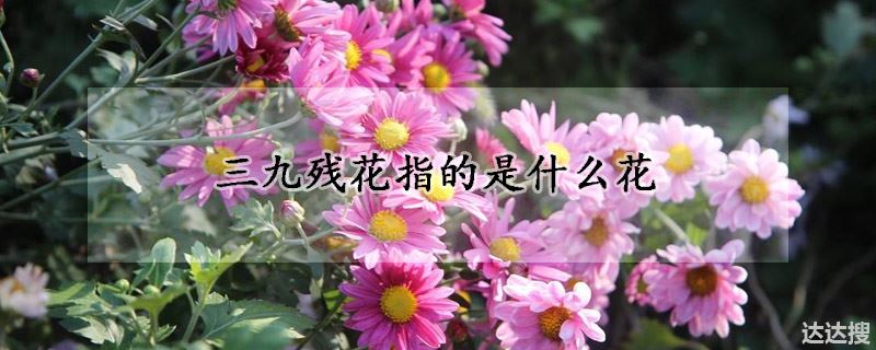 三九残花指的是什么花