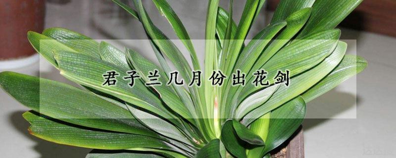 君子兰几月份出花剑