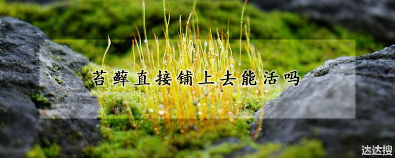 苔藓直接铺上去能活吗