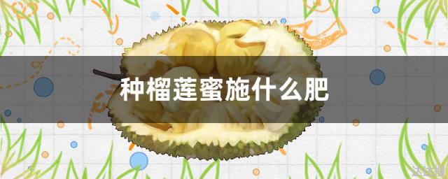 种榴莲蜜施什么肥