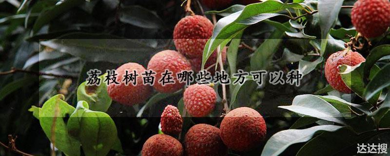 荔枝树苗在哪些地方可以种