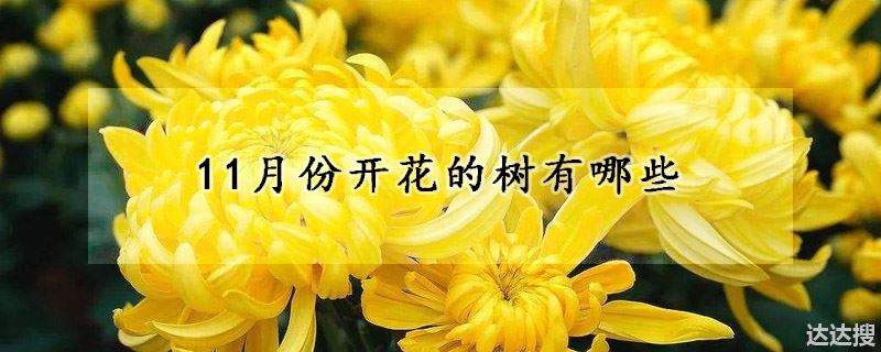 11月份开花的树有哪些