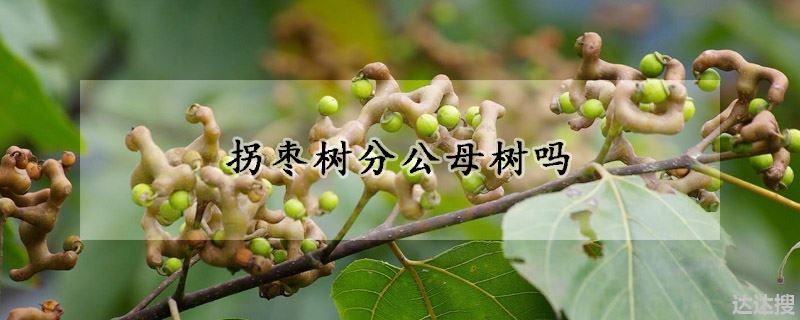 拐枣树分不分公母树（拐枣树分公母树吗）