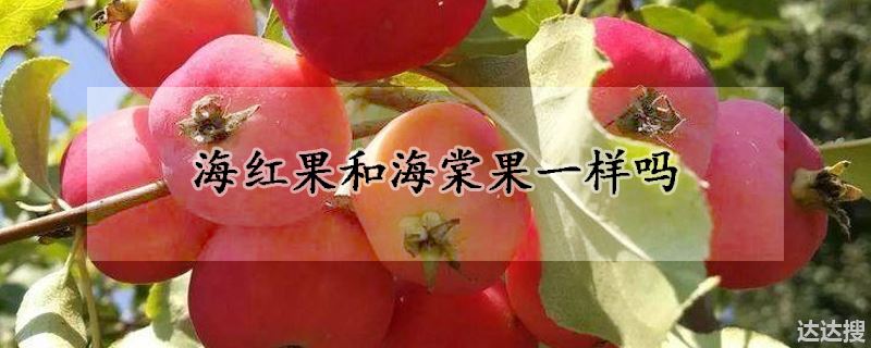 海红果和海棠果一样吗