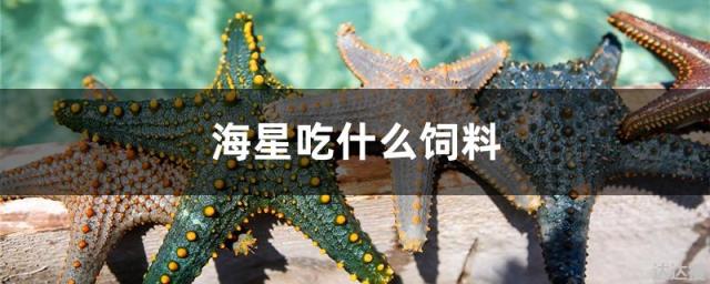 海星吃什么饲料