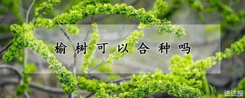 榆树可以合种吗