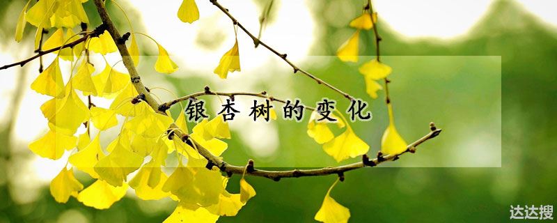 银杏树的变化