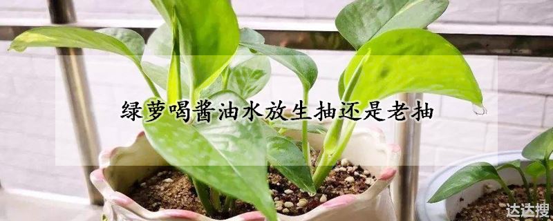 绿萝喝酱油水放生抽还是老抽