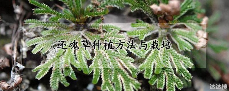 还魂草种植方法与栽培