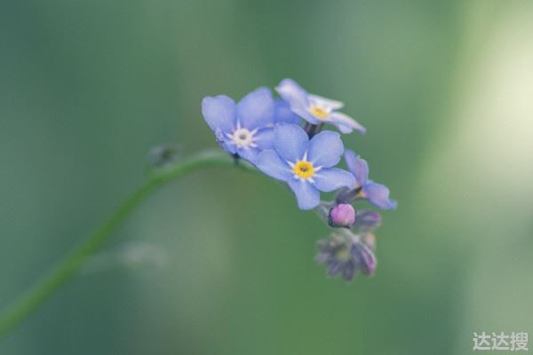 扫墓用什么花