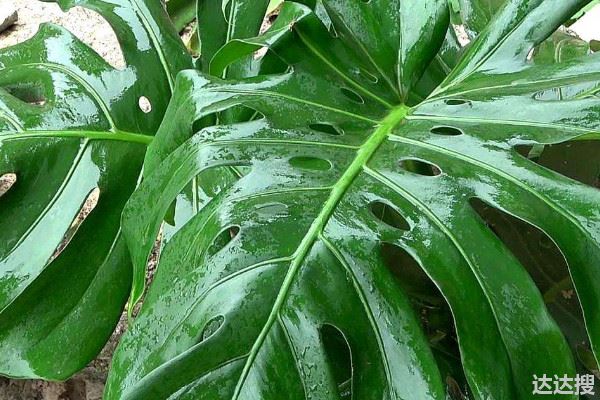 吸甲醛最好的植物排行 吸附甲醛的植物排行