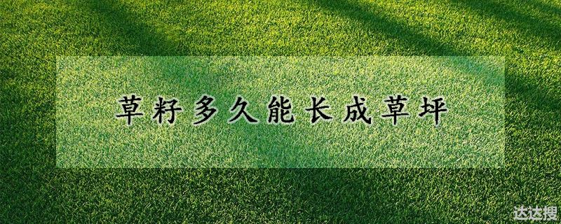 草籽多久能长成草坪