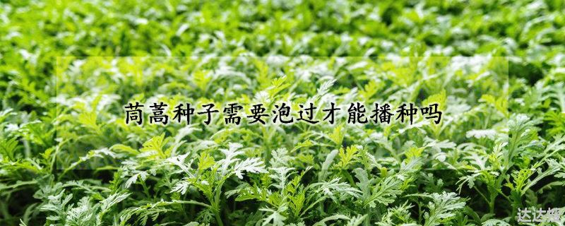 茼蒿种子需要泡过才能播种吗