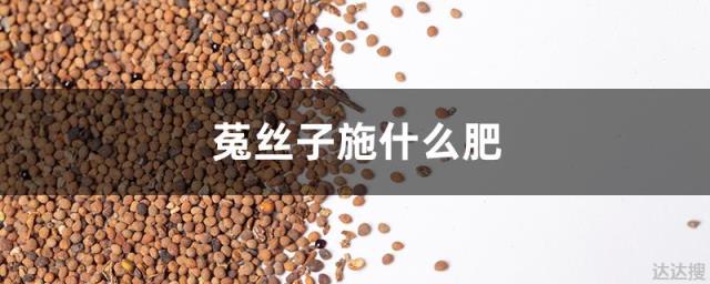 菟丝子施什么肥