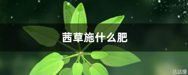 茜草施什么肥