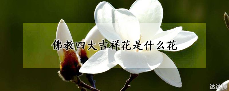 佛教四大吉祥花品种介绍（佛教四大吉祥花是什么花）