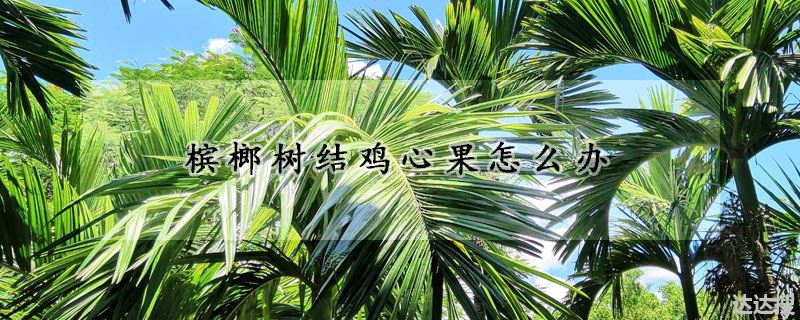 槟榔树结鸡心果如何处理（槟榔树结鸡心果怎么办）