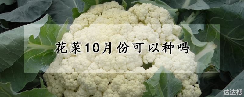 花菜10月份可以种吗