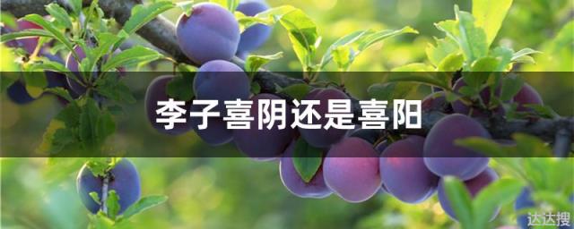 李子喜阴还是喜阳