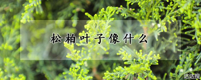 松柏叶子像什么东西(松柏叶子像什么)