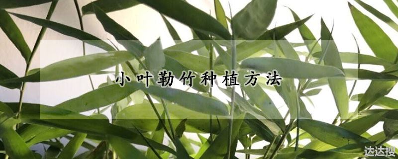 小叶勒竹种植方法