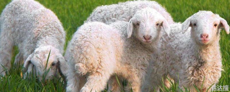 养羊为什么会加剧温室效应，养羊对环境的影响