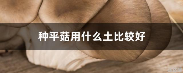 种平菇用什么土比较好 种平菇用什么土比较好