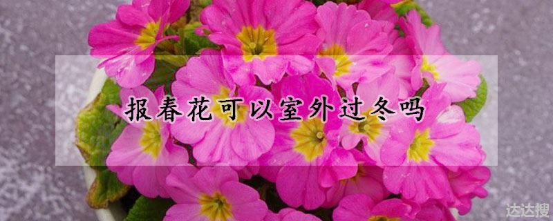 报春花可以室外过冬吗