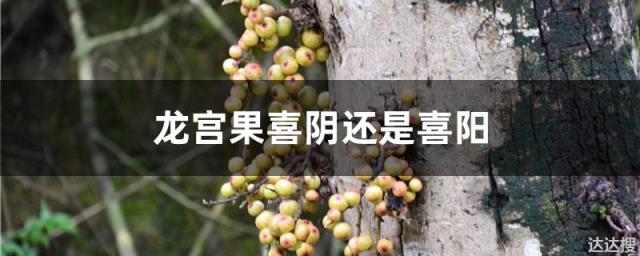 龙宫果喜阴还是喜阳