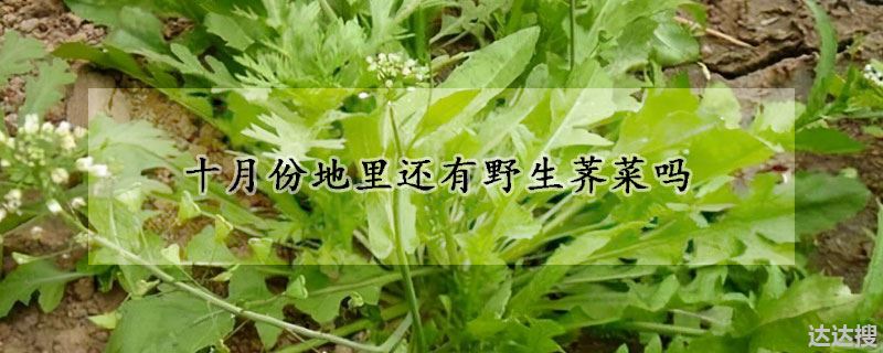 十月份地里还有野生荠菜吗