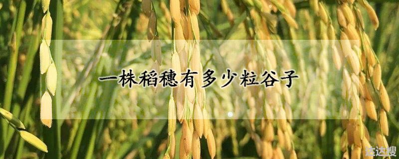 一株稻穗有多少粒谷子
