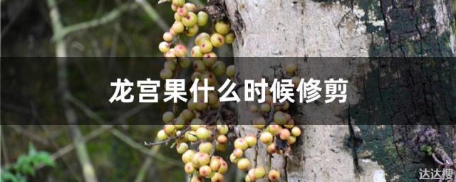 龙宫果什么时候修剪