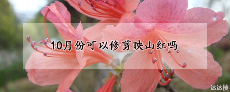 10月份可以修剪映山红吗