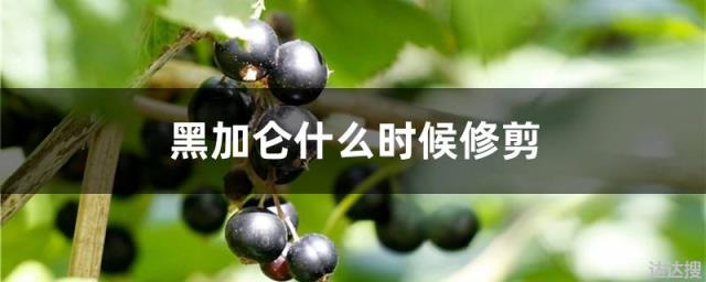 黑加仑什么时候修剪