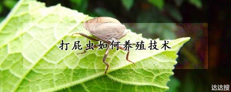 打屁虫如何养殖技术