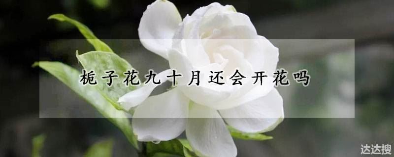 栀子花九十月还会开花吗