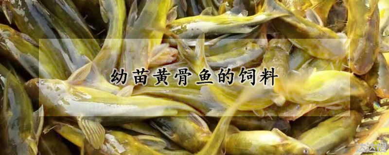 幼鱼黄骨鱼喂什么（幼苗黄骨鱼的饲料）